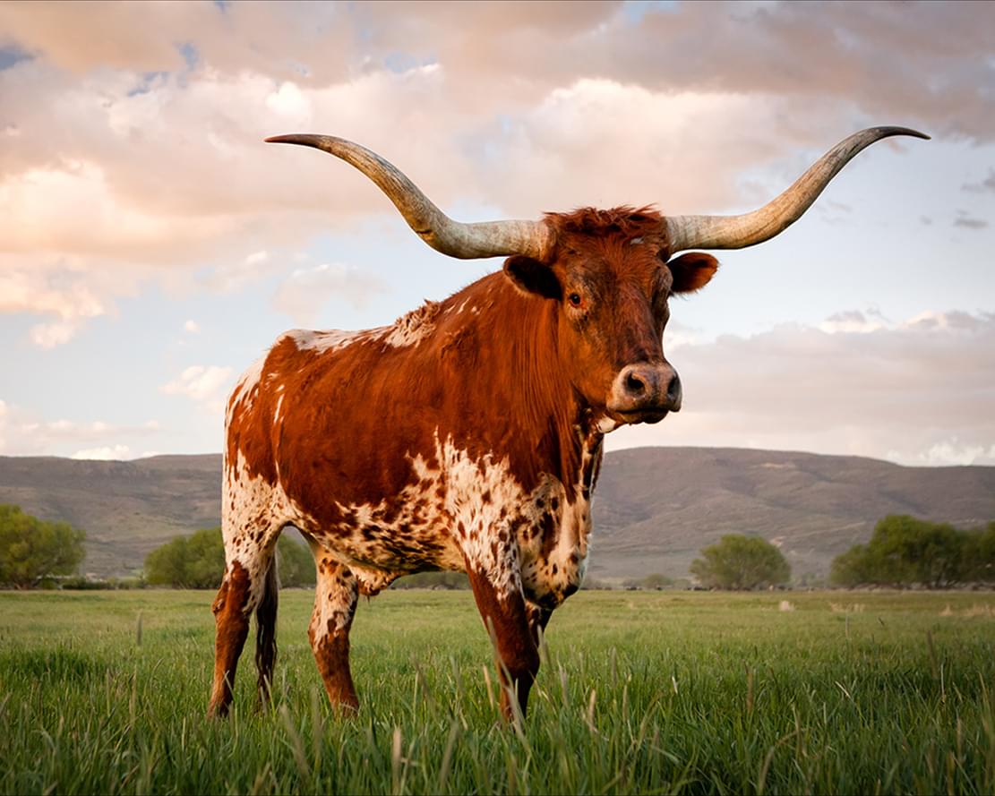 Bull